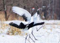 ena-photo.atso-net.jp Kapul