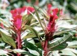 .airnet.ne.jp Karaai