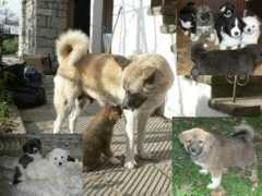 expatfocus.com Karakachan