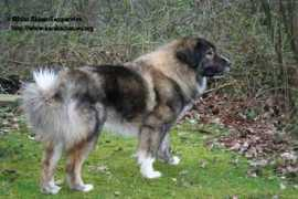greatdogsite.com Karakachan
