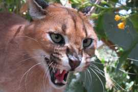 tunturisusi.com Karakali