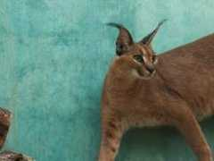 konkurss.ohtuleht.ee Karakali