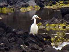 sanctuary.main.jp Karasira