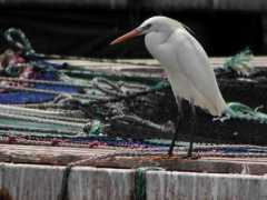 nagaimasato.com Karasira