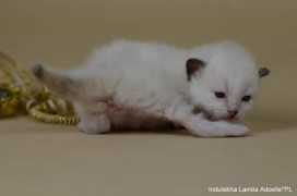 birmans.pl Karmjit