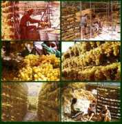 pinakas.info Karnari