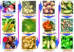 health.ej.by Kartofel