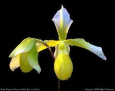 slipperorchid.com Karyol
