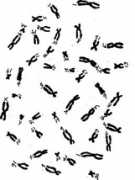 biologyjunction.com Karyot