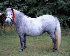 stutteri-rothmann.dk Kasandre