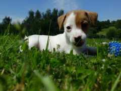 mitsubishiclub.cz Kasovo