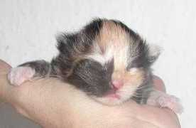 beaverscove.de Kassiopeia