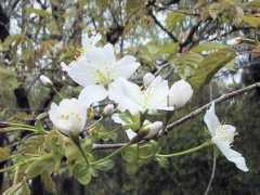 botanic.jp Kasuza