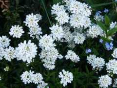 aujardin.org Kathelyne