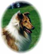karavelcollies.com Kathye