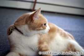 texascatny.com Katnip