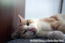 texascatny.com Katnip