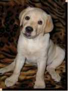 retriever-search.ru Katolina