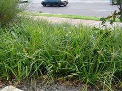 abulk.com.au Katrinus