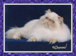 himalayan.org Kattenbach