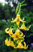 flowers31.narod.ru Kaukaz