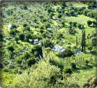 Kausay
