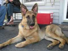 germandogs.net Kayai