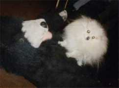 superpom.com Kbear