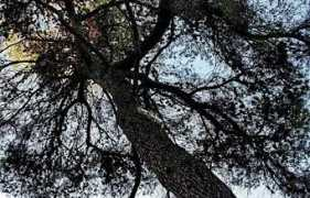 nuotraukos.n3po.com Kedro