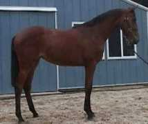 majesticgaits.com Keersten