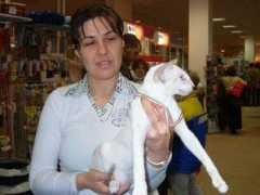 shagio-chen.hu Keilich