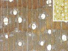 delta-intkey.com Keled