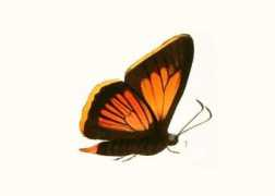 butterfliesofamerica.com Kelita