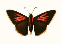 butterfliesofamerica.com Kelita