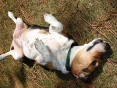beaglemaryland.org Keloni