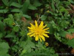 galleria.kotiluola.net Keltanen