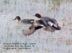 surfbirds.com Keltonic