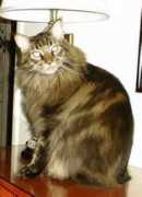 windwalkermainecoons.com Kemosabe