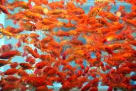 news.nationalpost.com Kenare