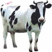 sundayobserver.lk Kendaragama