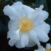 rhododendrons.com Kenkyo