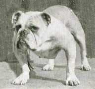 bulldogpedigree.com Kenwal