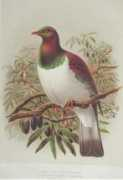 Kereru