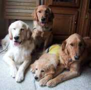 poochiepals.com Kerinne
