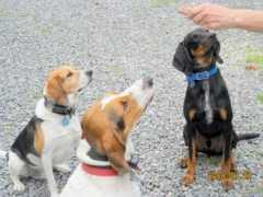 coonhoundrescue.com Kermie