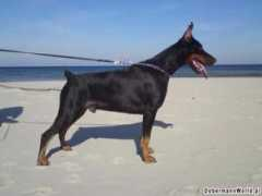 dobermann-review.com Kesz
