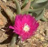 Khadia