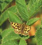 nic.funet.fi Khalzan