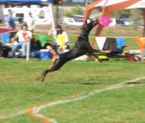 dobermantalk.com Khiera