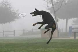 dobermantalk.com Khiera